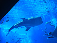 沖縄美ら海水族館